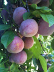 Jan 8 - Plums
