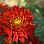orchid_0057.JPG