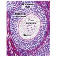 ovarium-multilayer primary follicle
