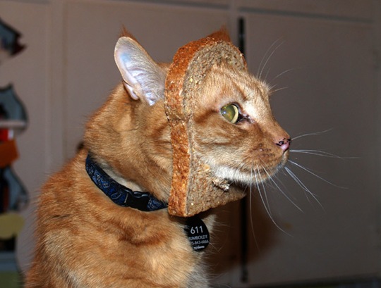 [breaded-cats-12%255B2%255D.jpg]
