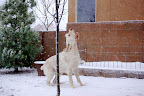 Ugo loves the snow!