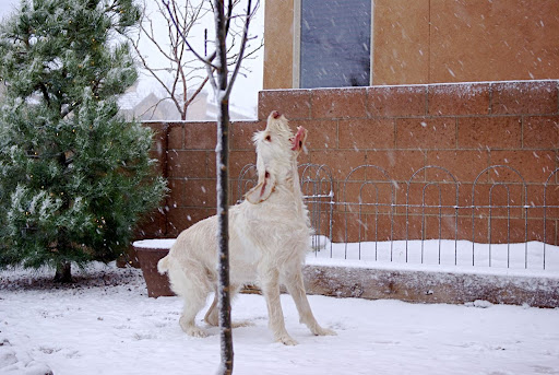 Ugo loves the snow!