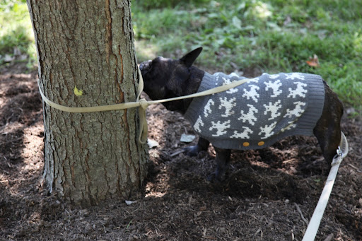 Sharkey, I'll try to untie the leash from the tree, but it's knotted too tightly.