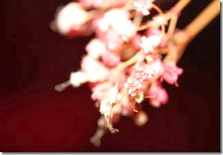 IMG_0619 IMG_0619