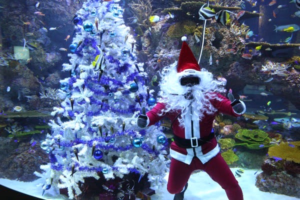 S E A Aquarium  Have a Merry Fishmas and meet Scuba Santa and his elf 2