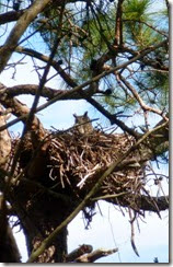 Nesting owl in Cedar Key