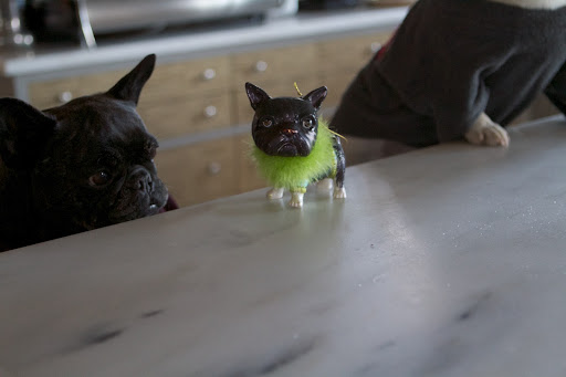 Speaking of naughty, Sharkey.  Take a look at this little tart of a Frenchie.