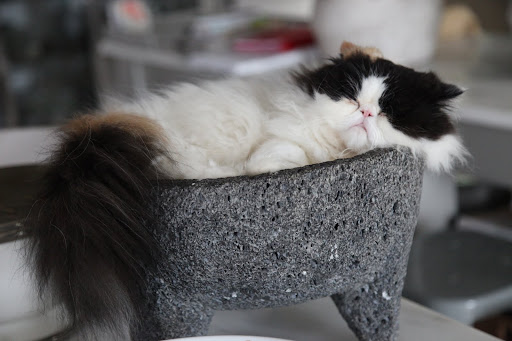 OMG!  Look at Tang all curled up in Martha's molcajete - the bowl, or mortor, she makes guacamole in!