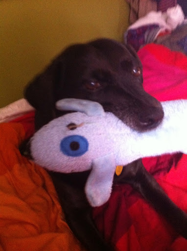 I'm thankful for squeaky toys