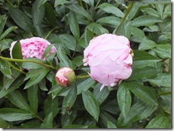 DSCF0621 DSCF0621