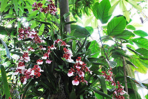 Some more beautiful orchids displayed in a tree.