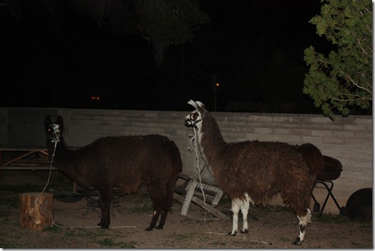 llama 039