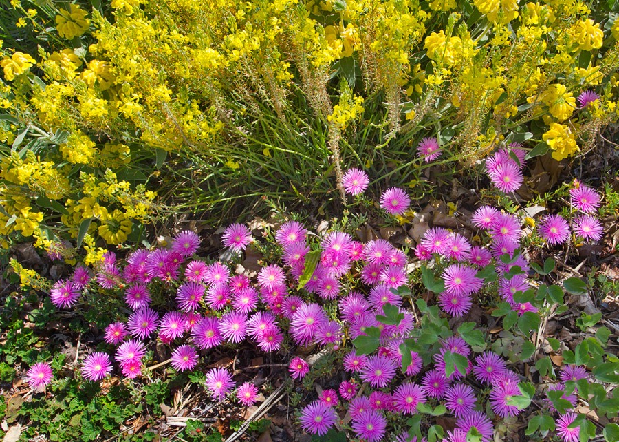 [120422_Delosperma-cooperi_023.jpg]