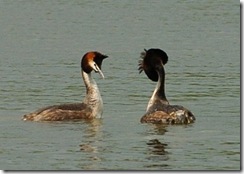 Groby Pools D2h  04-06-2012 11-46-35