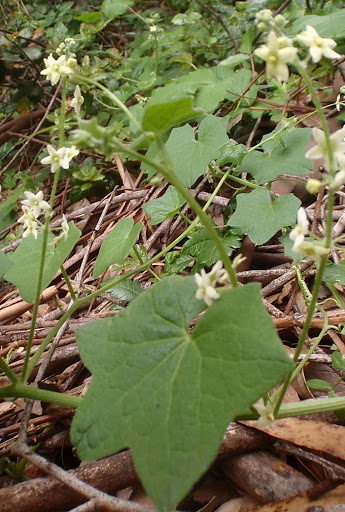 Marahhna20120425_12