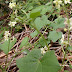 Marahhna20120425_12