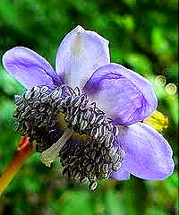 [deinanthe%255B5%255D.jpg]