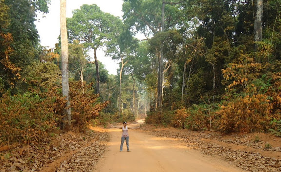Cidinha Rissi dans la forêt amazonienne entre Itauba et Marcelândia (35 km au SE de Colider), au nord du Mato Grosso (Brésil), 6 septembre 2010. Cette forêt demeure préservée parce qu'elle est productrice de noix brésilienne ou noix d'Amazonie (castanha-do-Pará, en portugais), noix de l'arbre Bertholletia excelsa (Lecythidaceae). Photo : Cidinha Rissi