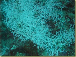 Black Coral 1