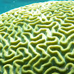  Snorkel Buck Island Reef 