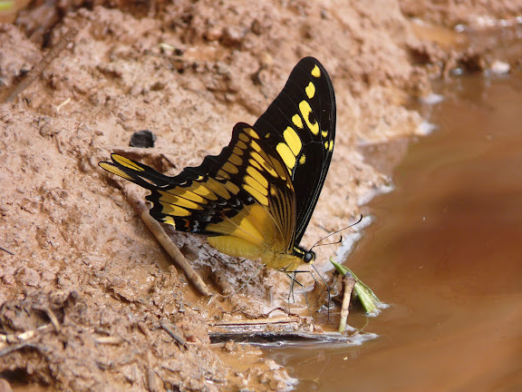 Papilio thoas cinyras MÉNÉTRIÉS, 1857. Caranavi (alt. 600 m). Bolivie, 25 janvier 2008. Photo : J. F. Christensen