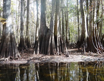 Cypress trees reflecting in the relatively clear water