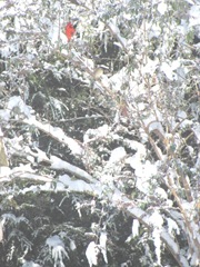 snowstorm 1.20.2012cardinal in back yard tree snowstorm 1.20.2012cardinal in back yard tree