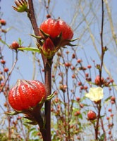 [Christmas%2520sorrel%255B2%255D.jpg]