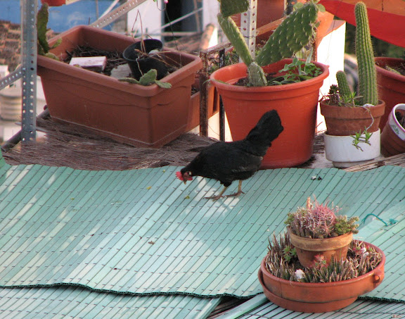 Chicken living on someone's roof in the Albayzin