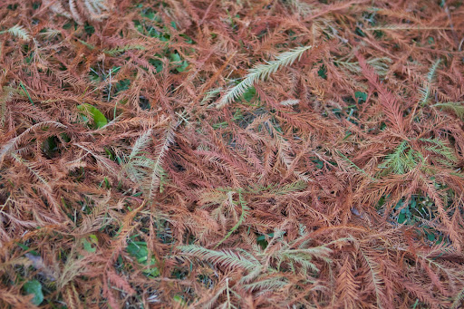 Their needles are pale-green and lacy all summer long and then they seem to turn brown all at once before dropping off. Their needles are pale-green and lacy all summer long and then they seem to turn brown all at once before dropping off.