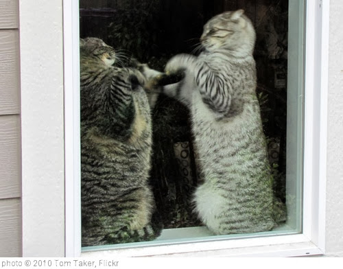 'Cat fight' photo (c) 2010, Tom Taker - license: http://creativecommons.org/licenses/by/2.0/