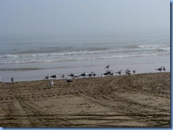 6587 Texas, South Padre Island - Edwin King Atwood Park Beach Access #5 - Gulf of Mexico and Laughing Gulls 6587 Texas, South Padre Island - Edwin King Atwood Park Beach Access #5 - Gulf of Mexico and Laughing Gulls