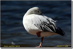 Groby Pools D7000 X14  15-09-2012 11-17-028