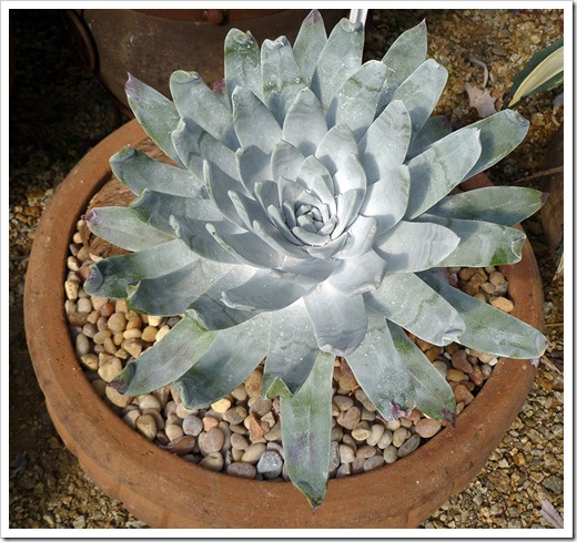 111001_succulent_gardens_Dudleya_brittonii 111001_succulent_gardens_Dudleya_brittonii