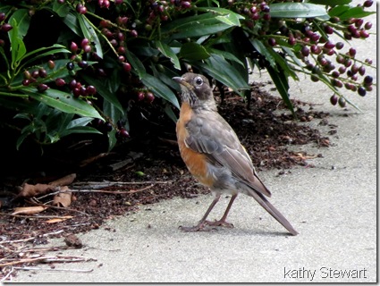 American Robin almost an adult