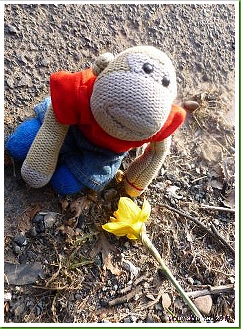 fallen Daffodil fallen Daffodil
