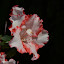 DSC_0996.JPG