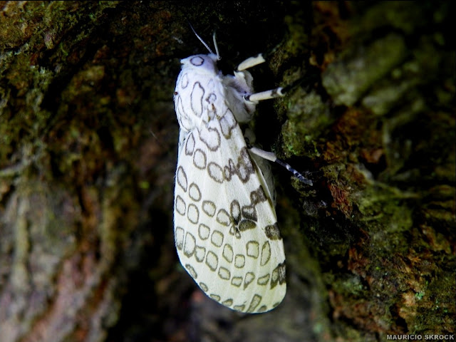 Arctiinae : Hypercompe cunigunda (STOLL, 1781). Environs de Curitiba, Paraná. 23 décembre 2010. Photo : Mauricio Skrock