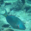  Snorkel Buck Island Reef 