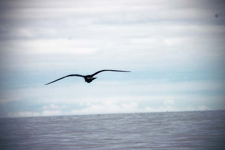 [bird-25.jpg]