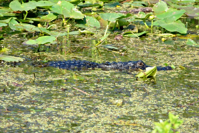 [05d---Alligator-in-the-canal8.jpg]