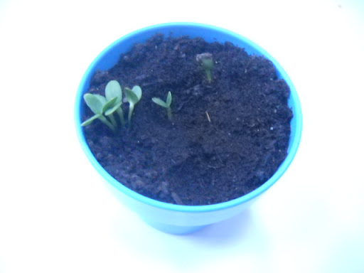 Our sunflower plants just one week later! Our sunflower plants just one week later!
