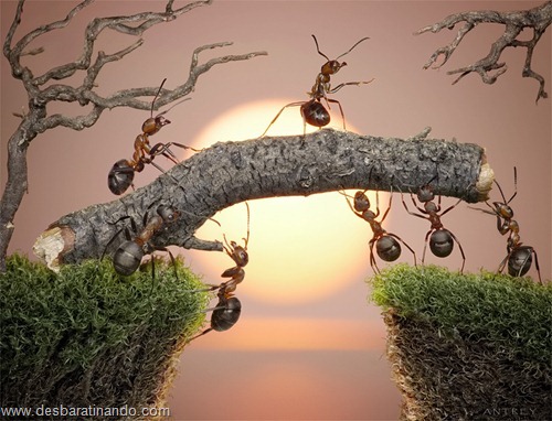 formigas inacreditaveis incriveis desbaratinando (9) formigas inacreditaveis incriveis desbaratinando (9)