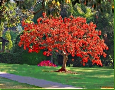 Erythrina falcata Erythrina falcata