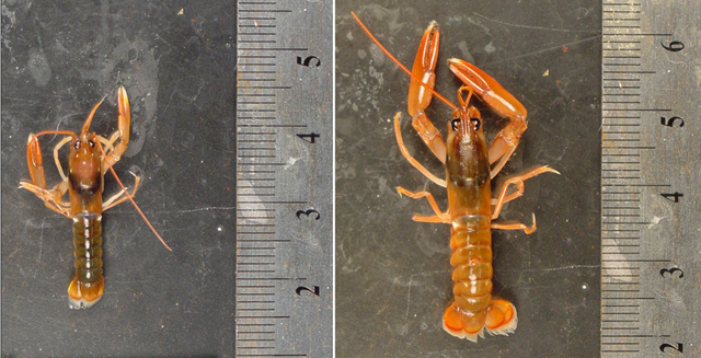 A lobster raised for 60 days at normal levels of CO2 exposure (left), and one raised at seven times that level. Lobsters, crabs, and shrimp did well in the environment, but other things didn't &mdash; corals and other calcifiers like clams, scallops and oysters, for example. Unlike the lobsters, these species' shells grew thinner in the increased CO2 environments. Six of these species began to dissolve under the highest CO2 level. Photo: Justin Ries