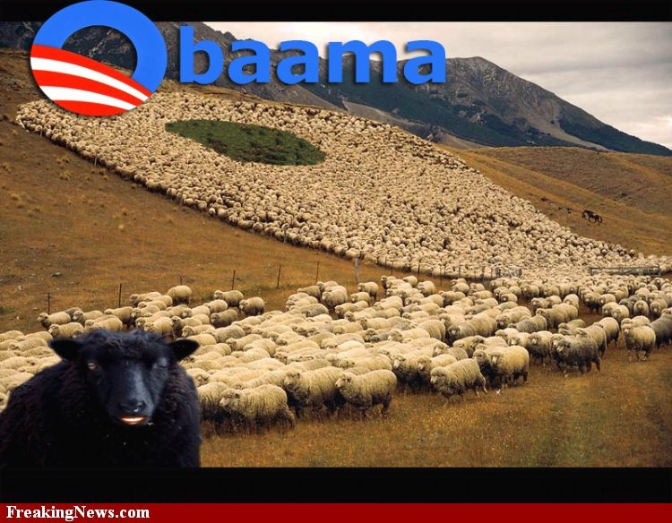 [Obaama-sheep--466043.jpg]