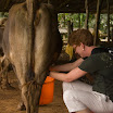 290 Day 2 Elizabeth Lockwood milking cow.jpg