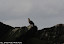 White-tailed eagle