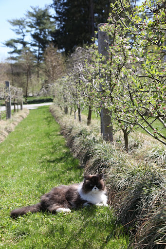 I'll just stretch out over here and watch the rest of the job in between cat winks.