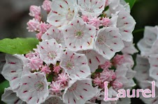 laurel.jpg